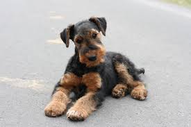Offering black/tans, blacks and reds. Black Tan Airedale Terrier Zuchter Aus Ibbenburen