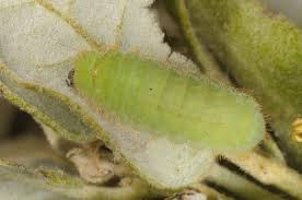 Image result for Satyrium sceptrum