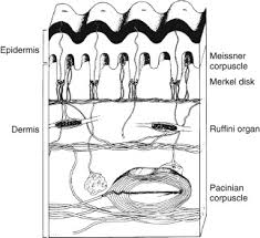 Image result for Sensation