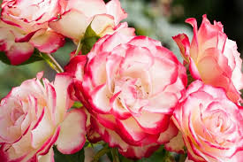 Rugosa roses are remarkably disease resistant. How To Plant Roses Diy True Value Projects True Value
