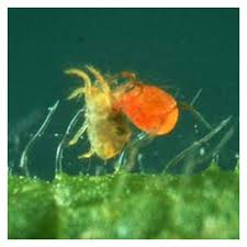 Image result for spotted spider mite
