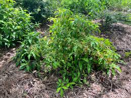 Image result for Psychotria succulenta