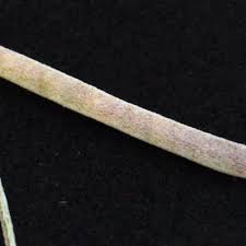 Image result for Indigastrum costatum