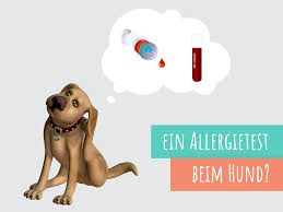 Warum Ein Allergietest Oftmals Keinen Sinn Macht Vet Dogs