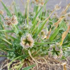 Image result for Dactyloctenium geminatum