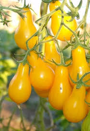 Pear Tomato Cocktail Hit A Lot Of Seeds Frutas E Vegetais Plantae Frutas