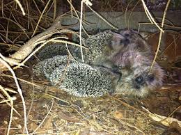 Igel Bei Saugen Love Pet Animals Critter