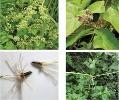 Image result for Grewia micrantha