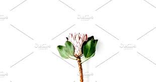 Protea Flower In 2020 Protea Flower Peony Flower Flowers