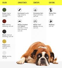 Here's a look at some of the more common colors of dog vomit and what they could mean. Dog Poop 101 What It S Telling You What To Do Gallant