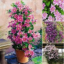 La fioritura avviene a settembre e le bacche maturano a novembre, rimangono sulla pianta tutto l'inverno. Raro Collezione Clematide Rampicanti Variopinte Pianta Rampicante Semi Sementi Fiori Giardino Resistenza Al Freddo Perenne Sempreverde Per Cespuglio Muri E Recinzioni Aimado Sementi Giardino Fiori Piante Da Esterno Bepco Ee