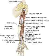 Check spelling or type a new query. Lateral Epicondylosis A Literature Review To Link Pathology And Tendon Function To Tissue Level Treatment And Ergonomic Interventions Journal Of Hand Therapy