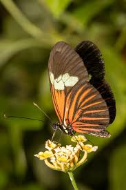 Image result for Melpomene flabelliformis