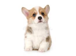 Browse adorable, healthy pups from 100+ breeds and find your new furry family member. White Corgi Puppies Off 55 Www Usushimd Com