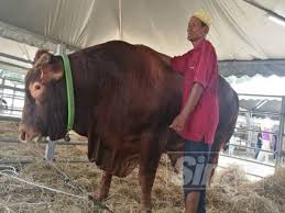 283 tanah untuk dijual di pasir puteh. Tak Sanggup Jual Lembu Sado Walau Ditawar Rm22 000