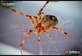 North American Spiders