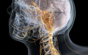 Frontiers in Neuroanatomy