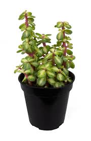 Image result for Odontosoria afra