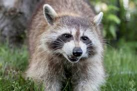 Rabies can be transmitted through the bite of an infected animal, through its saliva or through an open cut or wound. What To Do If Your Dog Gets Bit By A Raccoon Quick Facts Animalfate
