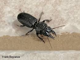 The 'tiger beetle', the large, dark, and with white spots on the tips of the elytra, is the carolina tiger beetle, megacephala carolina. An Unusual But Not Unpleasant Home Invasion By A Beneficial Beetle Big Headed Ground Beetle Scarites Subterraneus Bug Of The Week