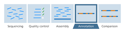 Genes are dna sequences instruct cells to produce particular proteins, which in turn determine traits. How Do You Identify The Genes In A Genome Facts Yourgenome Org