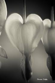 Black And White Bleeding Heart Flower Images Bleeding Hearts In Black And White Beautiful Flowers Bleeding Hearts Flowers Nature