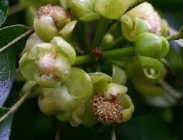 Image result for Uapaca nitida