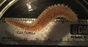 Image result for Acritochaete volkensii