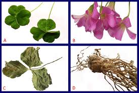 Image result for Oxalis debilis