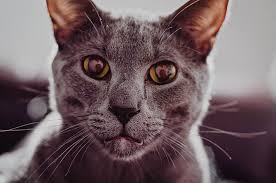 Feline hyperesthesia syndrome causes abrupt episodes cats may do this in response to the itching, twitching feelings they experience under the skin. Could Vaccines Cause Feline Hyperesthesia Syndrome Paws And Effect