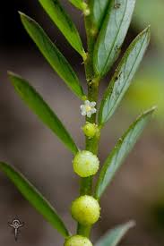 Image result for Phyllanthus