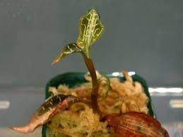 ジュエルオーキッド不調についての考察 Nocturne