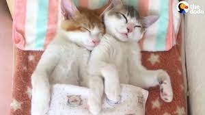 Cute cats and kittens i love cats crazy cats cool cats kittens cutest baby animals funny animals cute animals wild animals. Kittens Sleep Together In Their Own Bed The Dodo Youtube