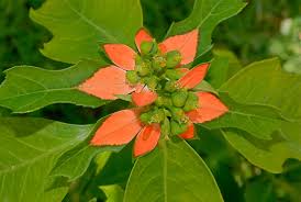 Image result for Euphorbia heterophylla