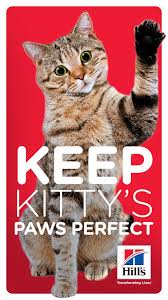 How To Care For Your Cat S Paw Pads Hill S Pet Cat Paws Paw Pads Cat Parenting