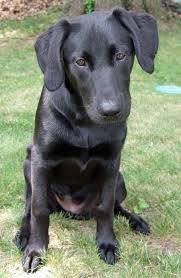 Blue Heeler Black Lab Mix Image Search Results Heeler Mix Blue Heeler Black Lab Mix