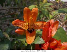 Image result for Ruttya fruticosa