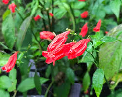 Image result for Ruellia brevifolia