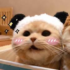 Pin By Ashley On Matching Animal Pfps In 2020 Cute Baby Cats Cute Animals Cute Funny Animals