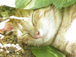Cat gardens are quite cheap to make, and you might even have some of the supplies already without realising it. Cat Friendly Plants For Gardens How To Make Safe Gardens For Cats Cat Friendly Plants Indoor Cat Garden Cat Garden