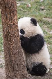 Baby Panda Baby Panda Panda Panda Bear