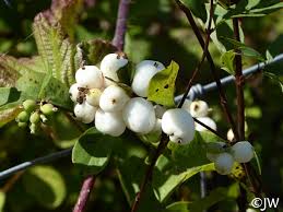 Image result for Snowberry White 1986 Currys