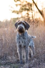 German Wirehair Pointer German Wirehaired Pointer Pointer Puppies German Shorthaired Pointer
