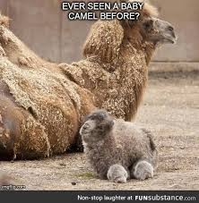 Can take me away, and make it okay. Pin On Animals I Want To Steal