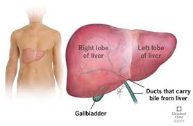 Illustration of a human liver diagram. Liver Cancer Diagnosis Tests Management And Treatment