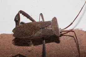 Image result for Buchnera cryptocephala