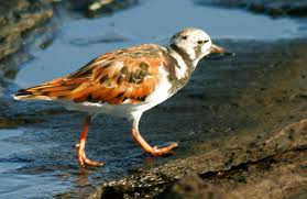 Image result for Entada arenaria