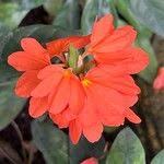 Image result for Crossandra nilotica