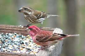 Backyard Birds Of East Texas Types Of Winter Birds To Look For In Your Backyard Birds Backyard Birds Winter Bird