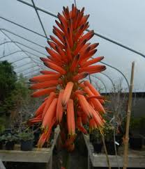 Image result for Aloe arborescens × inyangensis